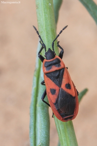 Mediterranean Red Bug - Scantius aegyptius | Fotografijos autorius : Gintautas Steiblys | © Macronature.eu | Macro photography web site