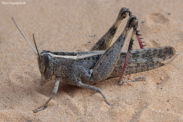 Mediterranean Splendid Grasshopper - Heteracris littoralis ?? | Fotografijos autorius : Gintautas Steiblys | © Macronature.eu | Macro photography web site