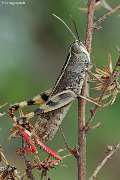 Mediterranean Splendid Grasshopper - Heteracris littoralis | Fotografijos autorius : Gintautas Steiblys | © Macronature.eu | Macro photography web site