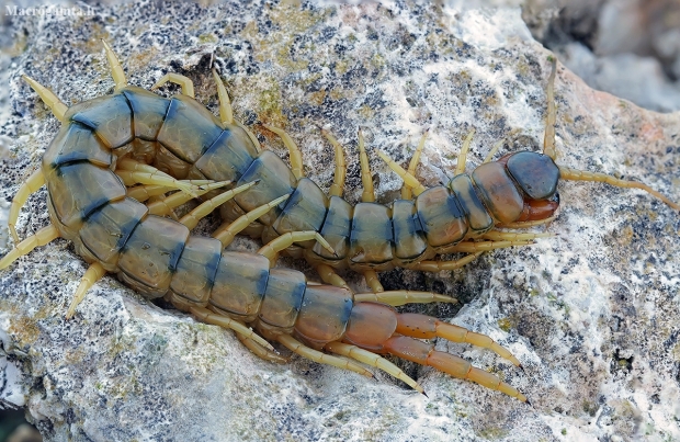 Mediterranean banded centipede - Scolopendra cingulata | Fotografijos autorius : Gintautas Steiblys | © Macronature.eu | Macro photography web site