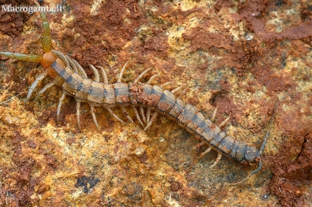 Mediterranean banded centipede - Scolopendra cingulata | Fotografijos autorius : Gintautas Steiblys | © Macronature.eu | Macro photography web site