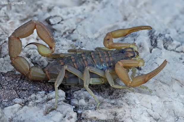 Mediterranean checkered scorpion - Aegaeobuthus gibbosus | Fotografijos autorius : Gintautas Steiblys | © Macronature.eu | Macro photography web site