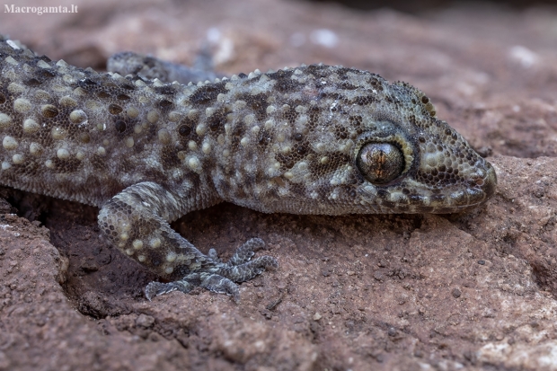 Mediterranean house gecko - Hemidactylus turcicus | Fotografijos autorius : Žilvinas Pūtys | © Macronature.eu | Macro photography web site