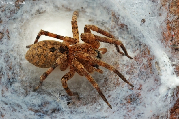 Mediterranean spiny false wolf spider - Zoropsis spinimana | Fotografijos autorius : Gintautas Steiblys | © Macronature.eu | Macro photography web site