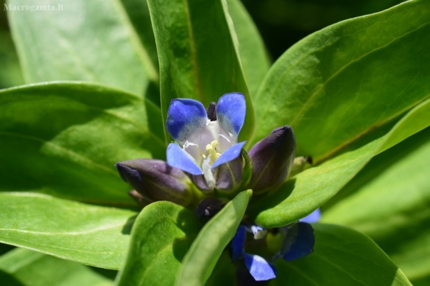 Melsvasis gencijonas - Gentiana cruciata | Fotografijos autorius : Jogaila Mackevičius | © Macrogamta.lt | Šis tinklapis priklauso bendruomenei kuri domisi makro fotografija ir fotografuoja gyvąjį makro pasaulį.