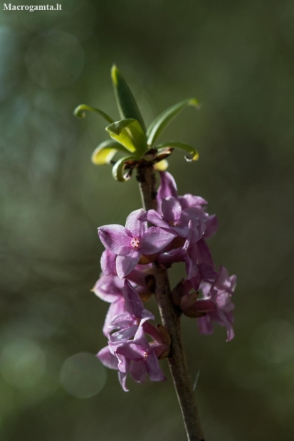 Mezereon - Daphne mezereum | Fotografijos autorius : Dalia Račkauskaitė | © Macronature.eu | Macro photography web site