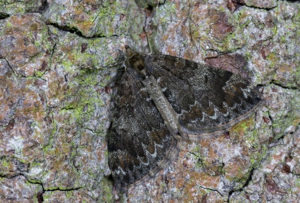 Miškinė cidarija - Dysstroma truncata | Fotografijos autorius : Eglė Vičiuvienė (Černevičiūtė) | © Macrogamta.lt | Šis tinklapis priklauso bendruomenei kuri domisi makro fotografija ir fotografuoja gyvąjį makro pasaulį.