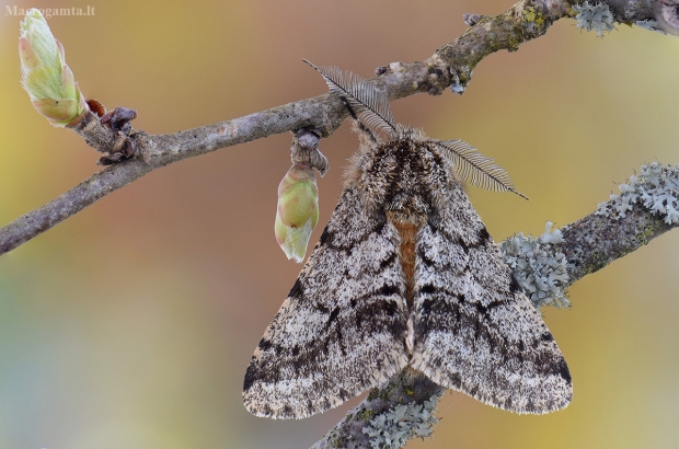 Miškinis šeriasprindis - Lycia hirtaria | Fotografijos autorius : Arūnas Eismantas | © Macrogamta.lt | Šis tinklapis priklauso bendruomenei kuri domisi makro fotografija ir fotografuoja gyvąjį makro pasaulį.