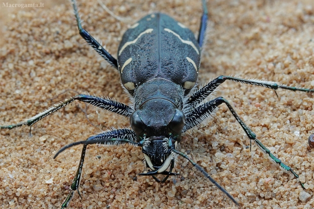 Miškinis šoklys - Cicindela sylvatica | Fotografijos autorius : Gintautas Steiblys | © Macrogamta.lt | Šis tinklapis priklauso bendruomenei kuri domisi makro fotografija ir fotografuoja gyvąjį makro pasaulį.