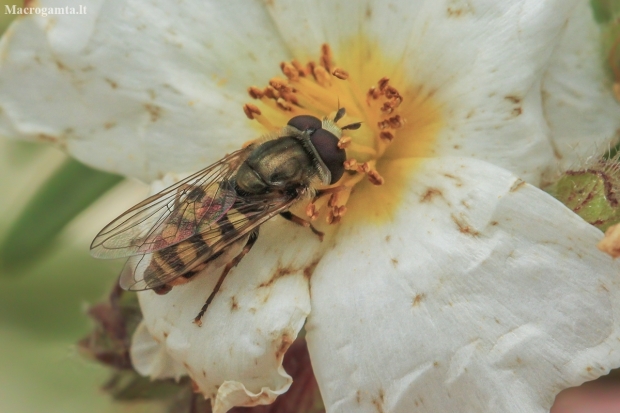 Migrant Hoverfly - Eupeodes corollae | Fotografijos autorius : Gintautas Steiblys | © Macronature.eu | Macro photography web site
