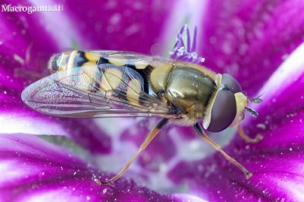 Migrant Hoverfly - Eupeodes corollae | Fotografijos autorius : Romas Ferenca | © Macronature.eu | Macro photography web site