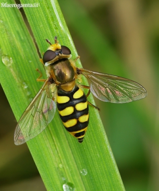 Migrant Hoverfly - Eupeodes corollae | Fotografijos autorius : Romas Ferenca | © Macronature.eu | Macro photography web site