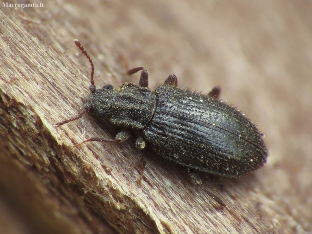 Minute brown scavenger beetle - Latridius hirtus | Fotografijos autorius : Vidas Brazauskas | © Macronature.eu | Macro photography web site