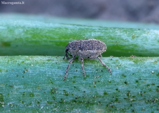 Onion Weevil - Oprohinus suturalis | Fotografijos autorius : Romas Ferenca | © Macronature.eu | Macro photography web site