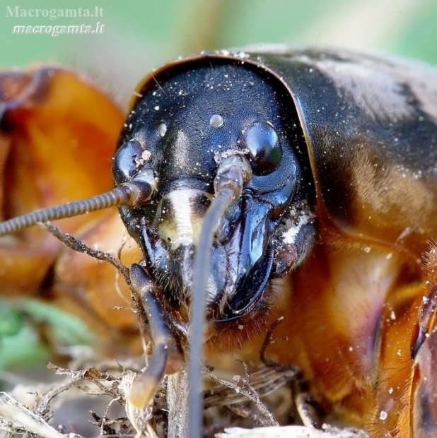 Mole cricket - Gryllotalpa gryllotalpa | Fotografijos autorius : Romas Ferenca | © Macronature.eu | Macro photography web site