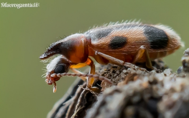 Monoceros Beetle - Notoxus monoceros  | Fotografijos autorius : Oskaras Venckus | © Macronature.eu | Macro photography web site