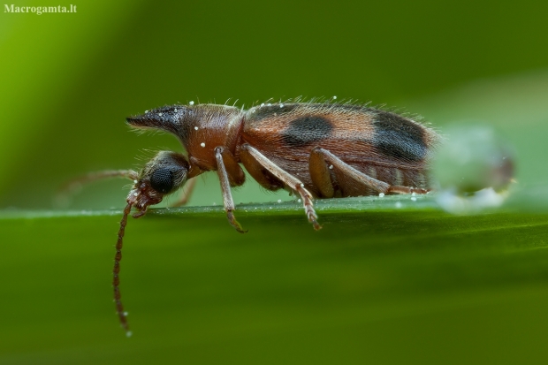 Monoceros Beetle - Notoxus monoceros | Fotografijos autorius : Žilvinas Pūtys | © Macronature.eu | Macro photography web site
