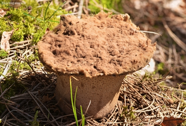 Ropliaodis pumpotaukšlis - Lycoperdon utriforme ? | Fotografijos autorius : Kazimieras Martinaitis | © Macronature.eu | Macro photography web site