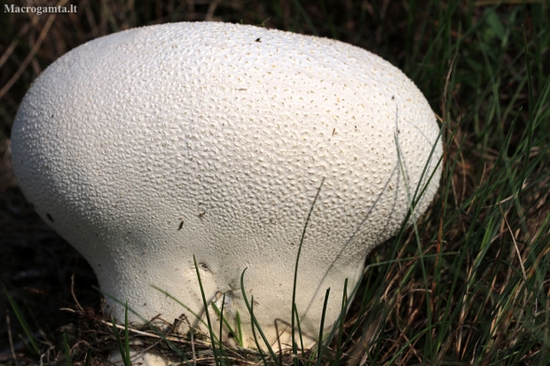 Ropliaodis pumpotaukšlis - Lycoperdon utriforme | Fotografijos autorius : Ramunė Vakarė | © Macronature.eu | Macro photography web site