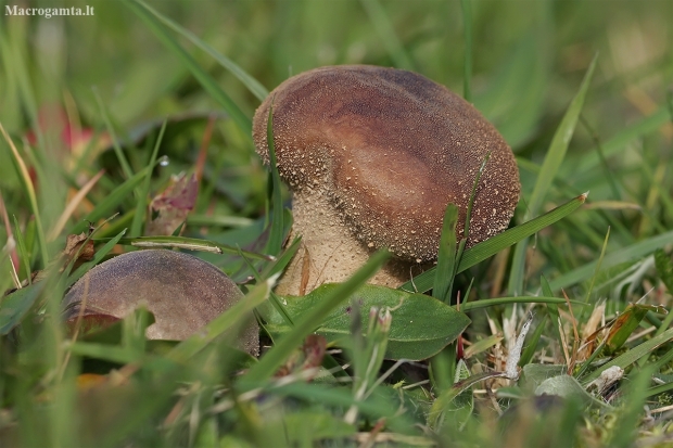 Mosaic puffball - Lycoperdon utriforme | Fotografijos autorius : Gintautas Steiblys | © Macronature.eu | Macro photography web site
