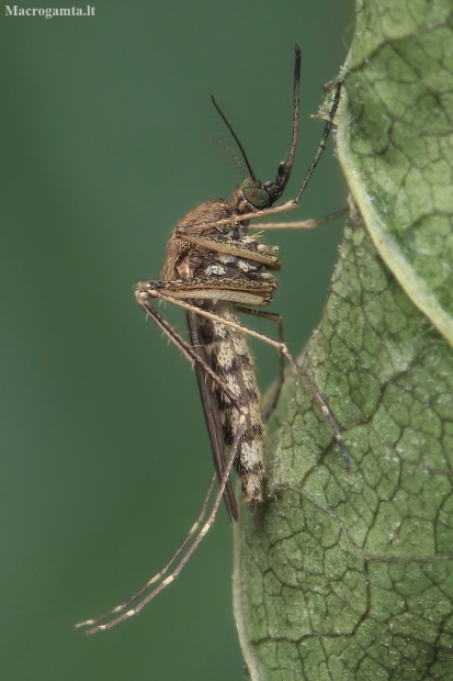 Tikrasis uodas - Aedes vexans | Fotografijos autorius : Gintautas Steiblys | © Macronature.eu | Macro photography web site