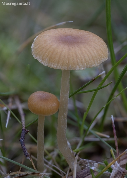 Moss Bell - Galerina sp. | Fotografijos autorius : Žilvinas Pūtys | © Macronature.eu | Macro photography web site