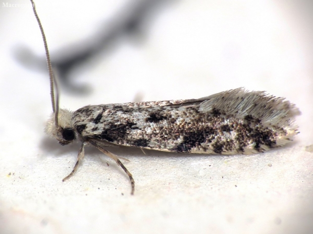 Moth - Nemapogon sp. | Fotografijos autorius : Vidas Brazauskas | © Macronature.eu | Macro photography web site