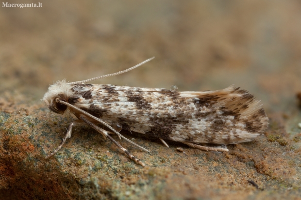 Moth - Nemapogon sp. | Fotografijos autorius : Žilvinas Pūtys | © Macronature.eu | Macro photography web site