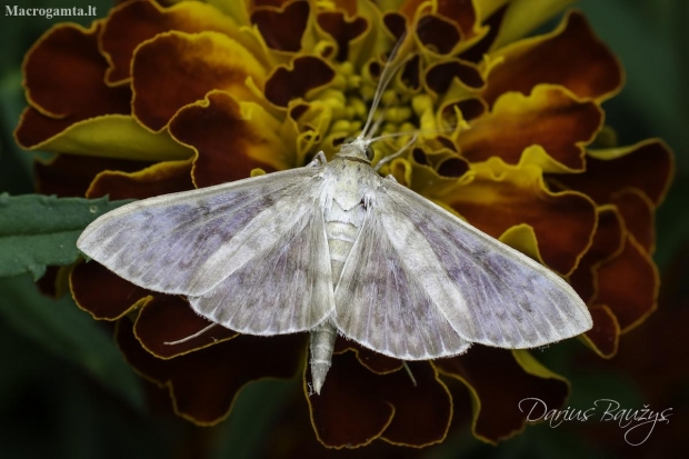 Mother of Pearl moth | Fotografijos autorius : Darius Baužys | © Macronature.eu | Macro photography web site