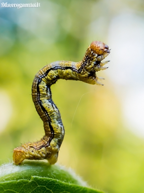 Didysis žiemsprindis - Erannis defoliaria, vikšras  | Fotografijos autorius : Oskaras Venckus | © Macronature.eu | Macro photography web site