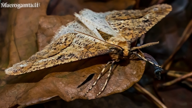 Mottled Umber - Erannis defoliaria | Fotografijos autorius : Oskaras Venckus | © Macronature.eu | Macro photography web site