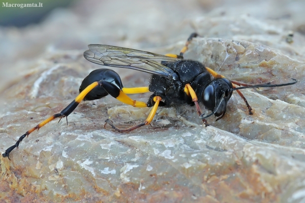 Mud-dauber wasp - Sceliphron spirifex | Fotografijos autorius : Gintautas Steiblys | © Macronature.eu | Macro photography web site