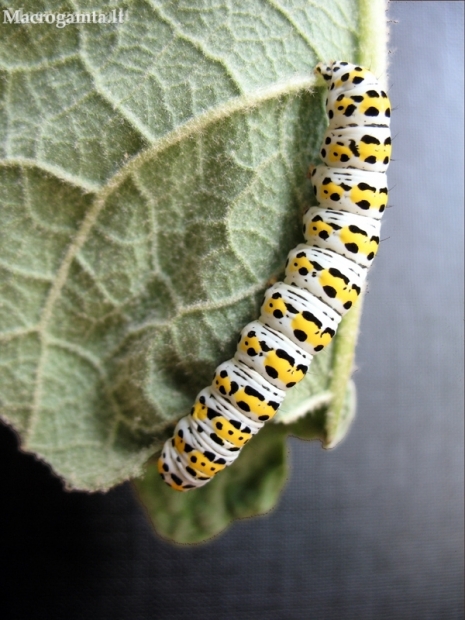 Mullein moth - Cucullia verbasci, caterpillar | Fotografijos autorius : Giedrius Švitra | © Macronature.eu | Macro photography web site