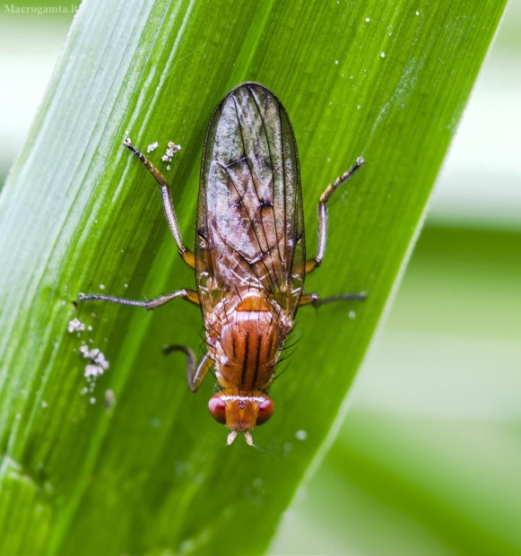 Musė - Neuroctena anilis | Fotografijos autorius : Kazimieras Martinaitis | © Macrogamta.lt | Šis tinklapis priklauso bendruomenei kuri domisi makro fotografija ir fotografuoja gyvąjį makro pasaulį.