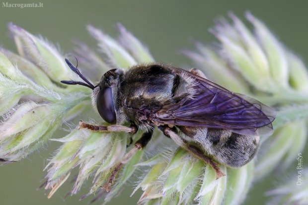 Žiedmusė - Microdon sp. | Fotografijos autorius : Darius Baužys | © Macrogamta.lt | Šis tinklapis priklauso bendruomenei kuri domisi makro fotografija ir fotografuoja gyvąjį makro pasaulį.