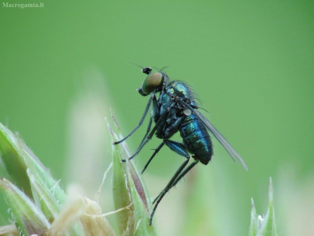 Ilgakojė muselė - Chrysotus laesus | Fotografijos autorius : Vidas Brazauskas | © Macrogamta.lt | Šis tinklapis priklauso bendruomenei kuri domisi makro fotografija ir fotografuoja gyvąjį makro pasaulį.