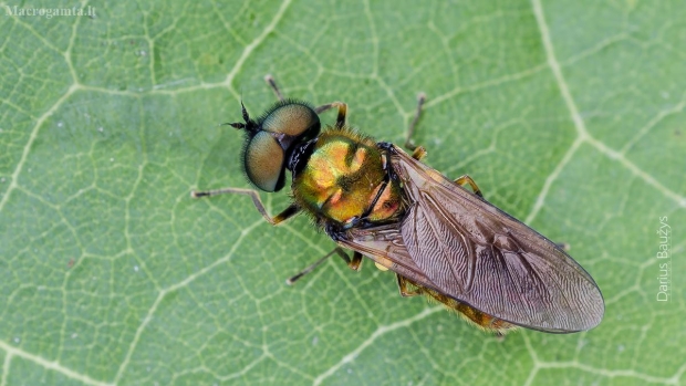Plokščiamusė | Chloromyia formosa | Fotografijos autorius : Darius Baužys | © Macrogamta.lt | Šis tinklapis priklauso bendruomenei kuri domisi makro fotografija ir fotografuoja gyvąjį makro pasaulį.