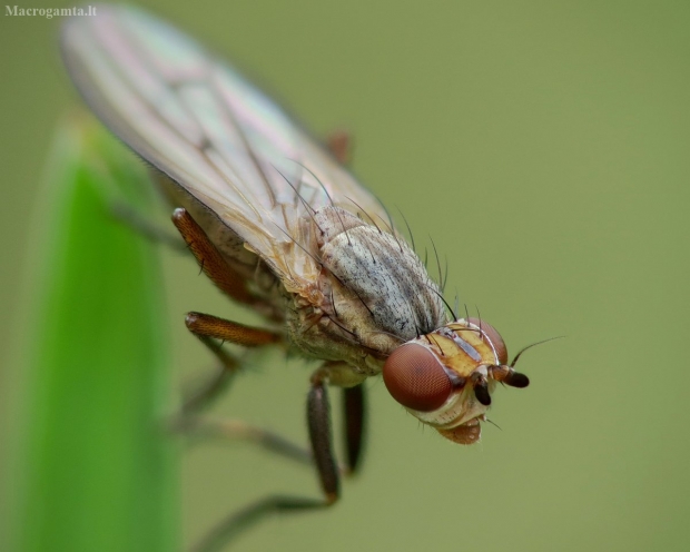 Sraigžudė - Pherbellia cinerella  | Fotografijos autorius : Vidas Brazauskas | © Macrogamta.lt | Šis tinklapis priklauso bendruomenei kuri domisi makro fotografija ir fotografuoja gyvąjį makro pasaulį.