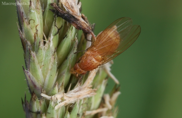 Musė | Fotografijos autorius : Gintautas Steiblys | © Macrogamta.lt | Šis tinklapis priklauso bendruomenei kuri domisi makro fotografija ir fotografuoja gyvąjį makro pasaulį.