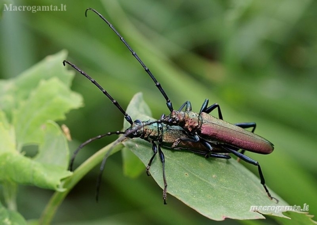 Musk Beetle - Aromia moschata  | Fotografijos autorius : Valdimantas Grigonis | © Macronature.eu | Macro photography web site