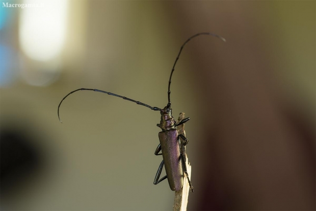 Musk Beetle - Aromia moschata | Fotografijos autorius : Giedrius Markevičius | © Macronature.eu | Macro photography web site