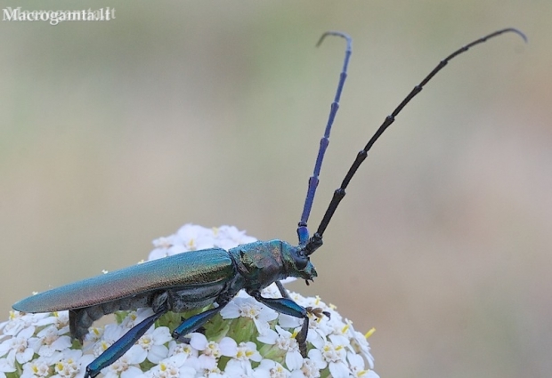 Musk Beetle - Aromia moschata | Fotografijos autorius : Gediminas Gražulevičius | © Macronature.eu | Macro photography web site