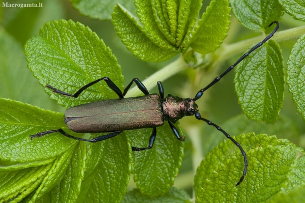 Musk Beetle - Aromia moschata | Fotografijos autorius : Žilvinas Pūtys | © Macronature.eu | Macro photography web site