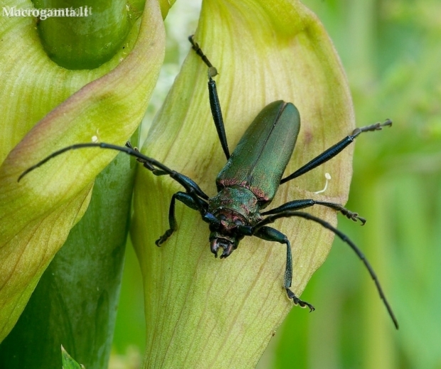 Musk Beetle - Aromia moschata | Fotografijos autorius : Romas Ferenca | © Macronature.eu | Macro photography web site