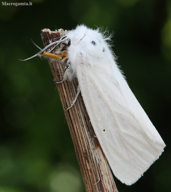 Muslin moth - Diaphora mendica ♀ | Fotografijos autorius : Vytautas Gluoksnis | © Macrogamta.lt | Šis tinklapis priklauso bendruomenei kuri domisi makro fotografija ir fotografuoja gyvąjį makro pasaulį.