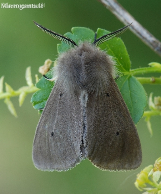 Muslin moth - Diaphora mendica, male | Fotografijos autorius : Arūnas Eismantas | © Macronature.eu | Macro photography web site