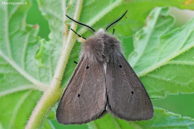 Muslin moth - Diaphora mendica | Fotografijos autorius : Gintautas Steiblys | © Macronature.eu | Macro photography web site