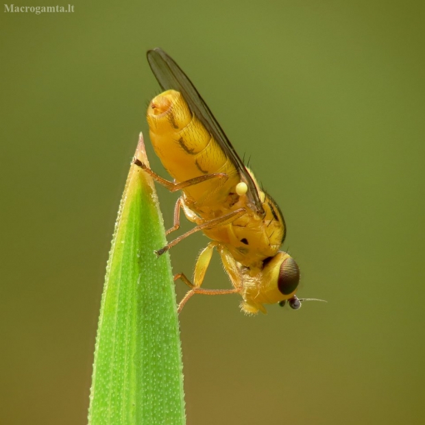 Javinė muselė - Chloropidae sp. | Fotografijos autorius : Vidas Brazauskas | © Macrogamta.lt | Šis tinklapis priklauso bendruomenei kuri domisi makro fotografija ir fotografuoja gyvąjį makro pasaulį.