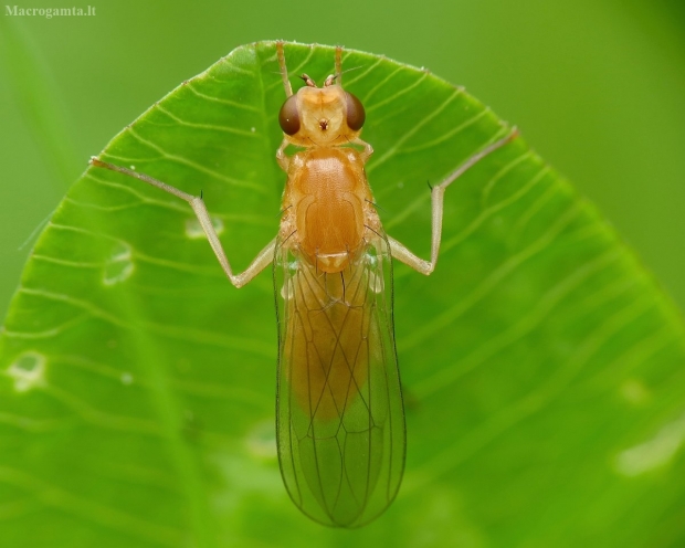 Musytė | Fotografijos autorius : Vidas Brazauskas | © Macrogamta.lt | Šis tinklapis priklauso bendruomenei kuri domisi makro fotografija ir fotografuoja gyvąjį makro pasaulį.