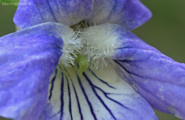 Šuninė našlaitė - Viola canina | Fotografijos autorius : Gintautas Steiblys | © Macrogamta.lt | Šis tinklapis priklauso bendruomenei kuri domisi makro fotografija ir fotografuoja gyvąjį makro pasaulį.